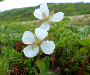 Rubus chamaemorus flowers